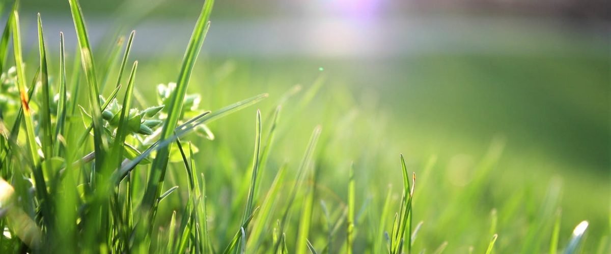 Verschillende soorten graszoden