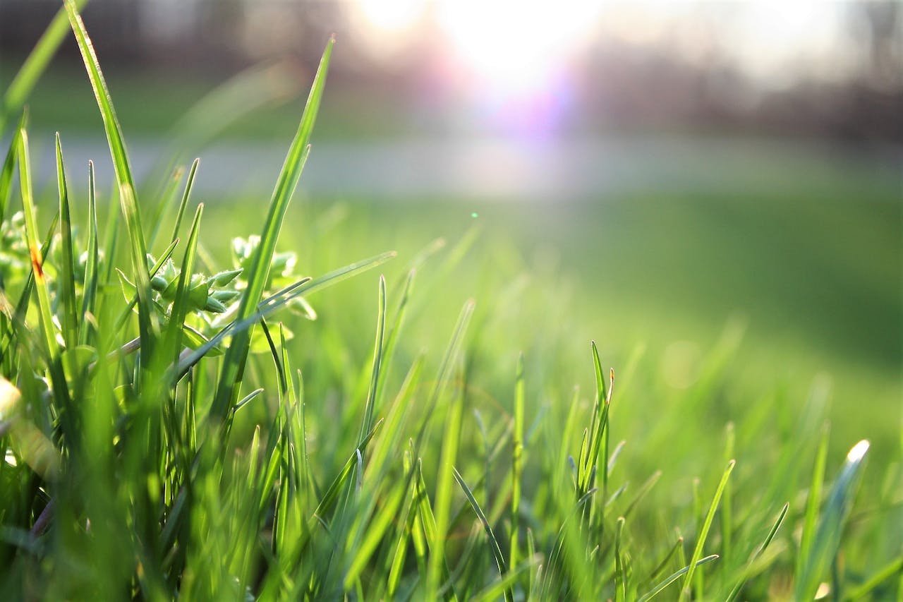 Verschillende soorten graszoden