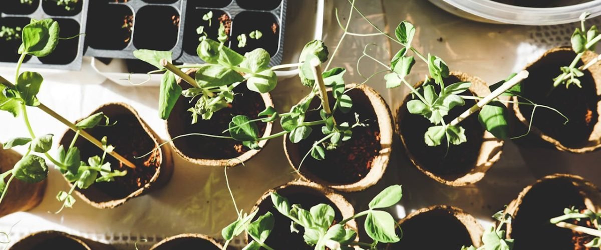 Plantjes kweken