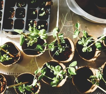 Plantjes kweken