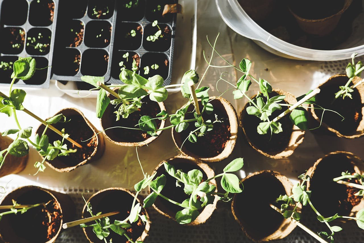 Plantjes kweken